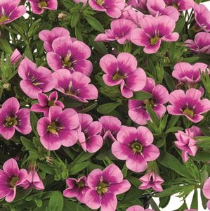 Afbeelding van Calibrachoa P12 Bumble Bee hot pink